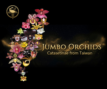 JUMBO ORCHIDS
